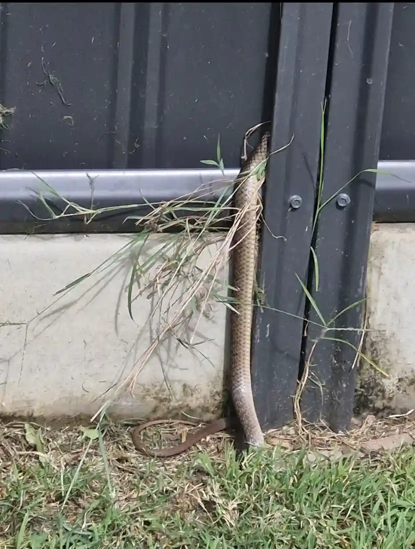 A legless lizard with a long, slender, brownish body and a slightly curved tail is wedged vertically between a black metal…