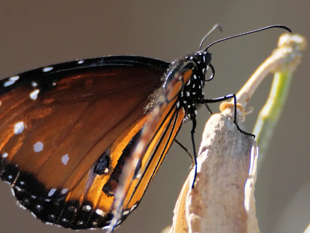 A close-up photograph of a monarch butterfly with orange, black, and white patterned wings perched on a dried plant stem…
