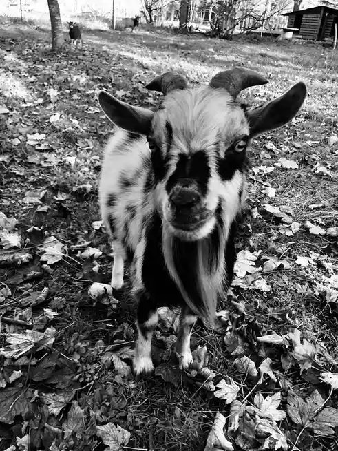 A black and white photo shows a goat with large, expressive eyes and curved horns standing in a leaf-covered field, looking…