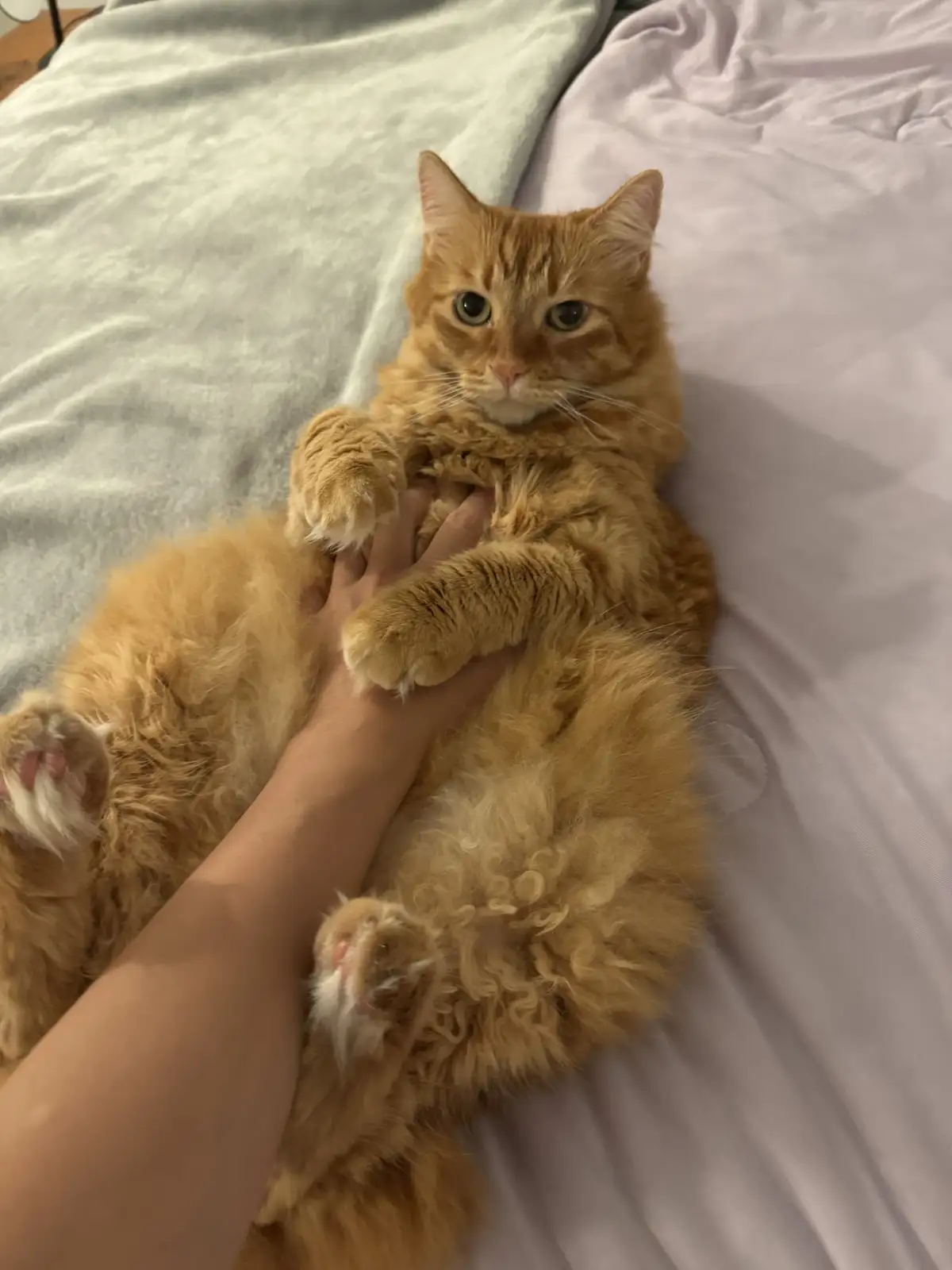 A fluffy orange tabby cat lies on its back on a bed with light-colored sheets, looking directly at the camera with wide…