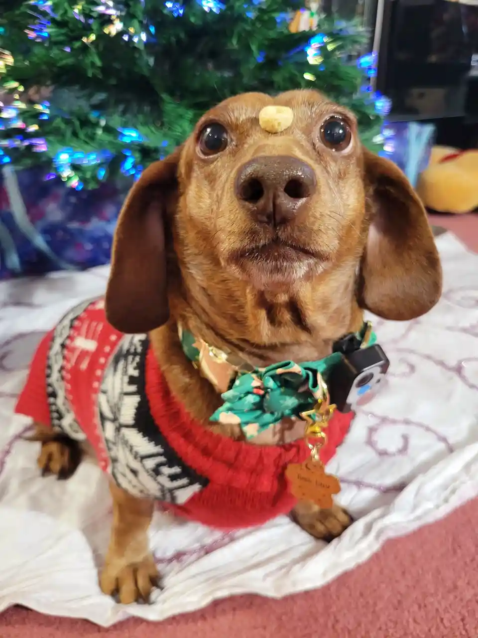 A brown dachshund wearing a red and black patterned sweater sits on a white blanket in front of a lit Christmas tree. A…