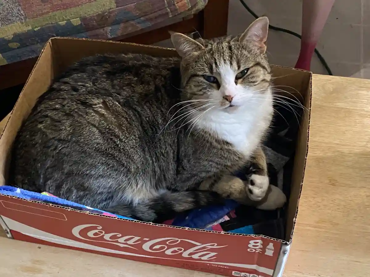 A tabby cat with white markings lounges comfortably inside a repurposed Coca-Cola cardboard box, which is lined with…
