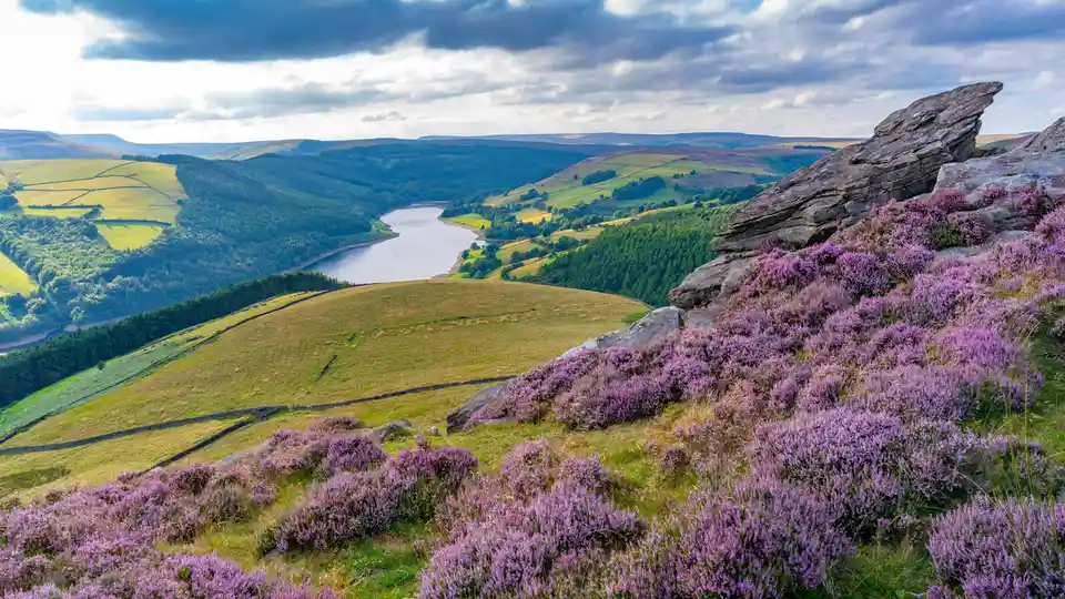 Thickets of pinkish-purple heather swirl down the hills surrounding Ladybower Reservoir from July to September, revealing…