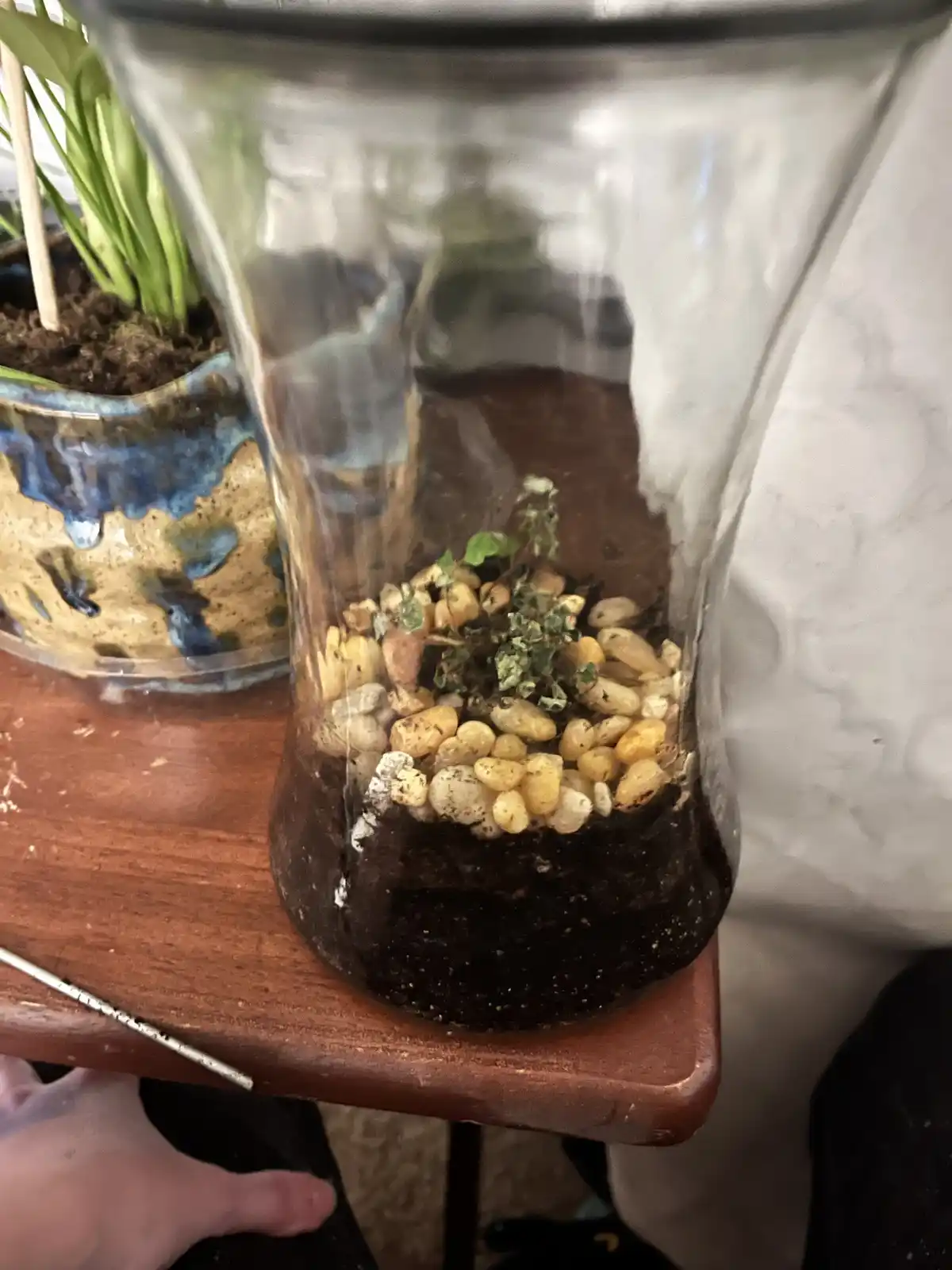 A close-up photo shows a clear glass vase sitting on a wooden table, filled with dark soil, small decorative pebbles, and a…