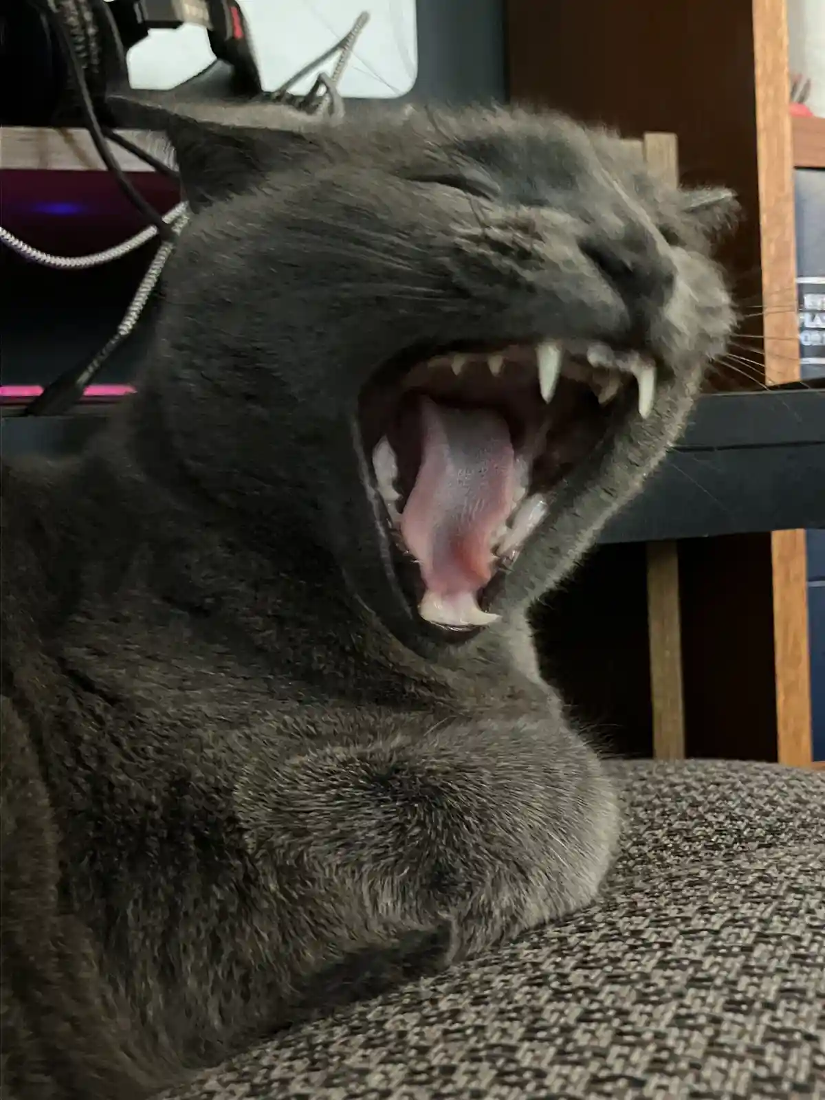 A close-up photo of a gray cat with its mouth wide open, showing its teeth and tongue, as if yawning or growling. The cat is…