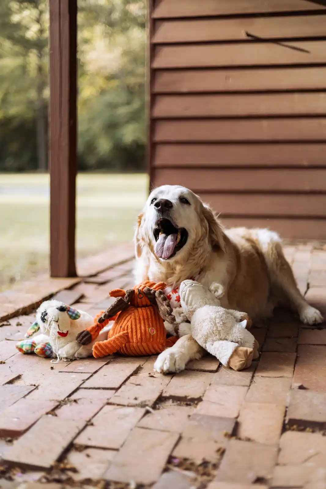 A golden retriever dog sits happily on a brick patio surrounded by several worn-out stuffed animal toys, including a sheep…