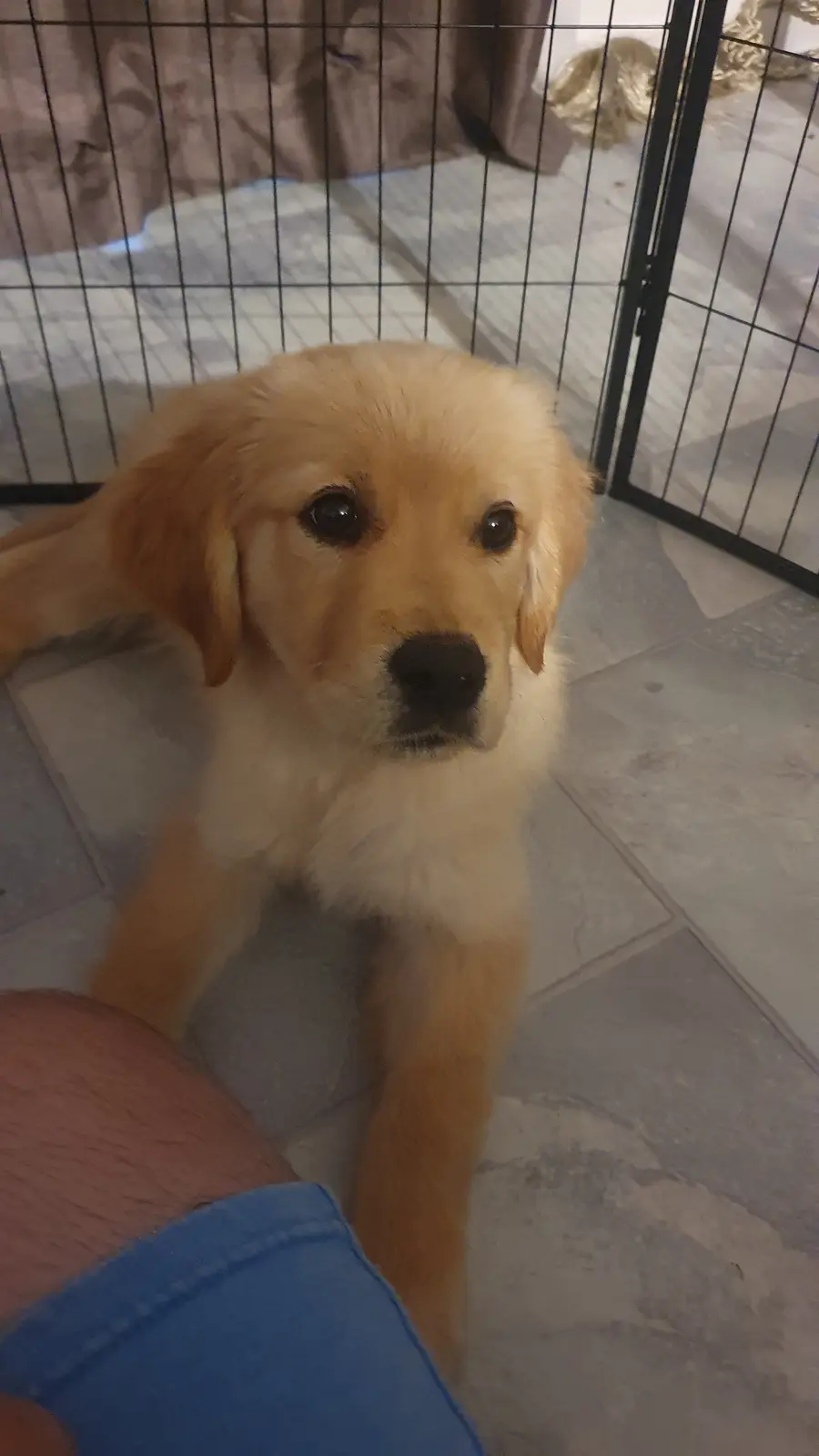 A golden retriever puppy with large, pleading eyes looks up at the camera from inside a black wire pet gate, its front paws…