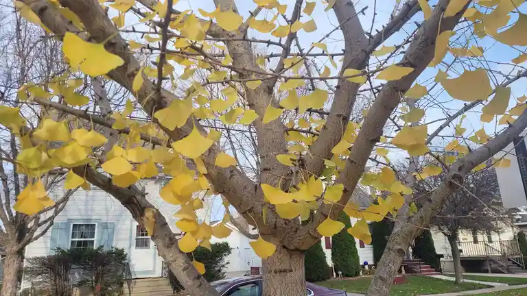 A close-up photo of a ginkgo tree with bright yellow, fan-shaped leaves still clinging to its branches against a pale blue…