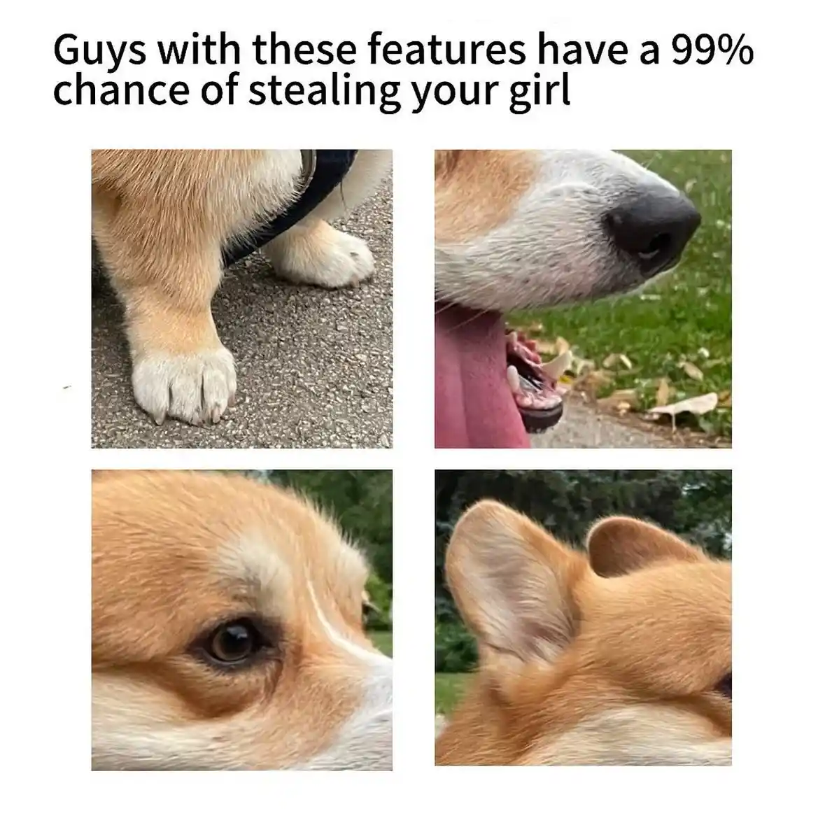 The image displays four close-up photos of a corgi dog: its paw, its open mouth showing teeth, its eye, and its ears. The…