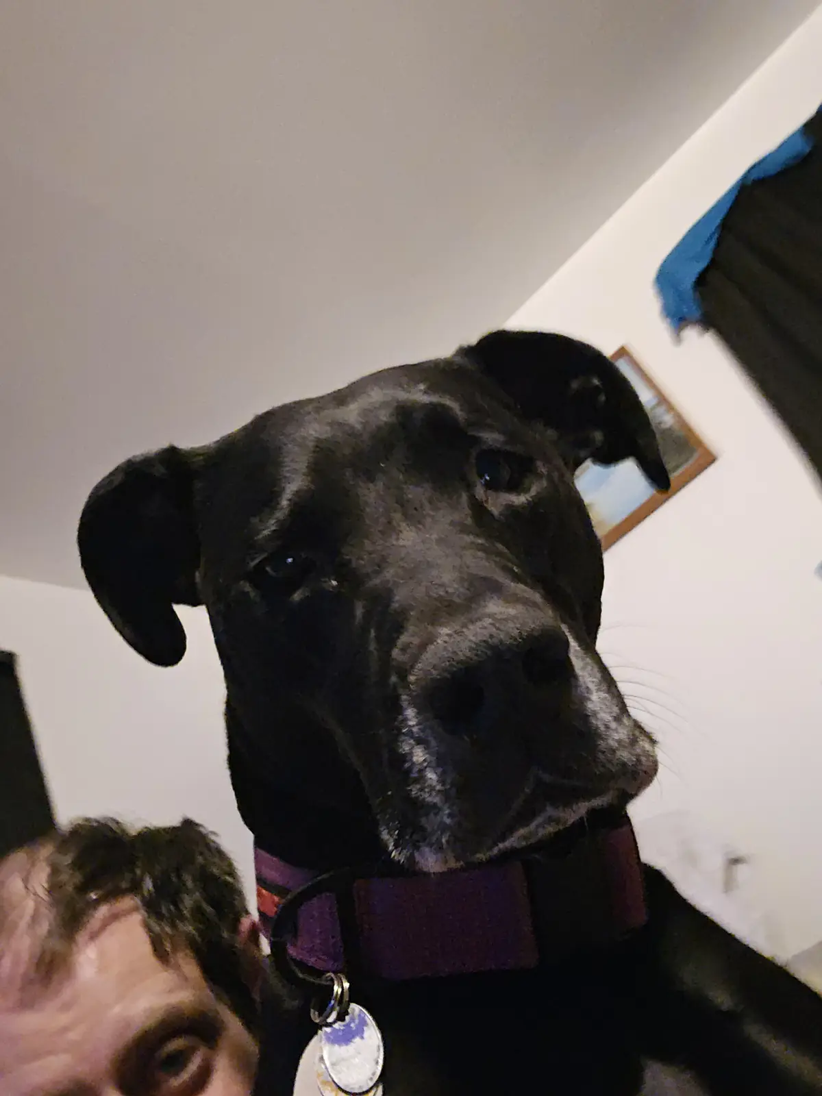 A low-angle selfie shows a large black dog with a purple collar looking directly at the camera, with the top of a person's…