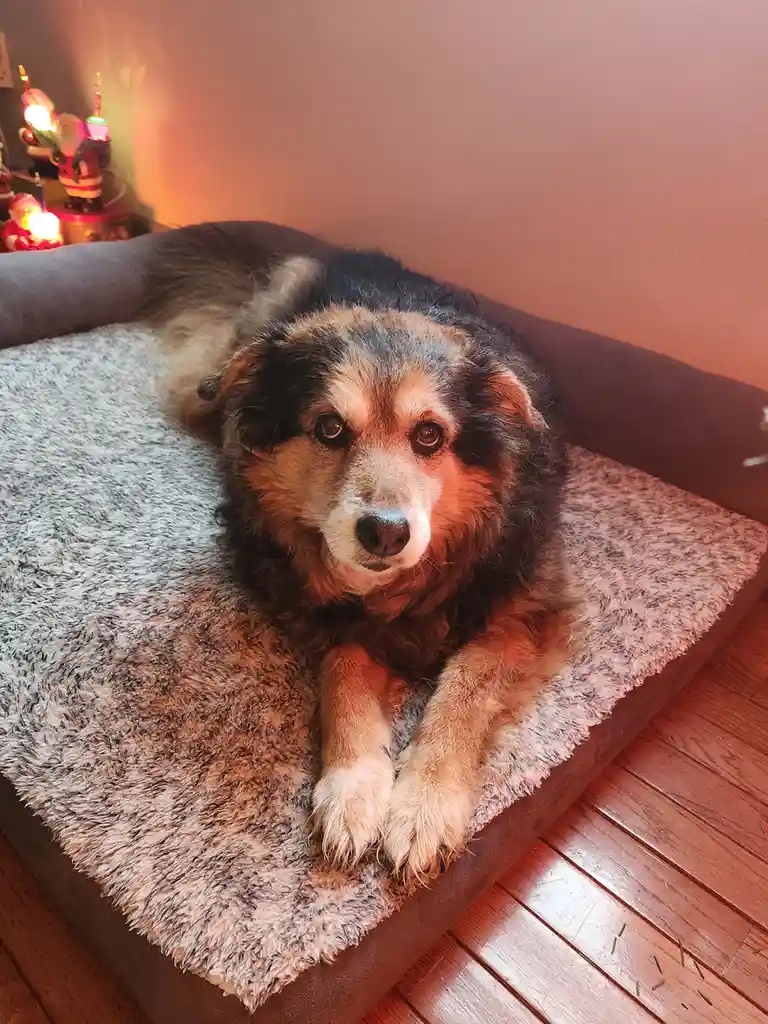 A fluffy, multicolored dog with a tired expression lies on a plush, gray dog bed in a warmly lit room. In the background…