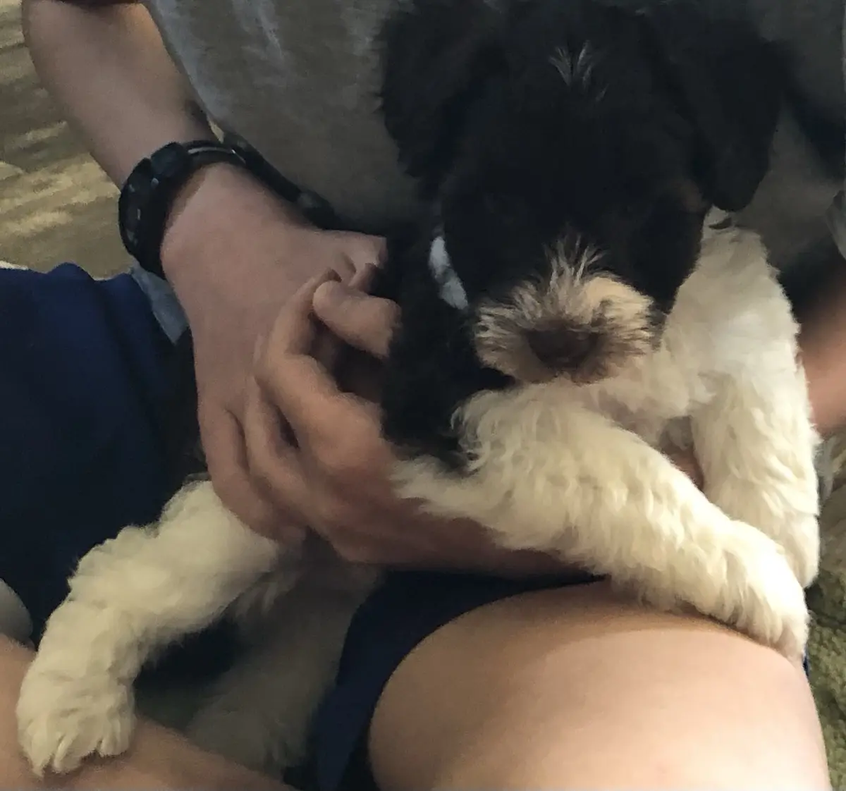 A small black and white puppy with fluffy white paws is being held in someone's lap, looking up with a slightly sad or…