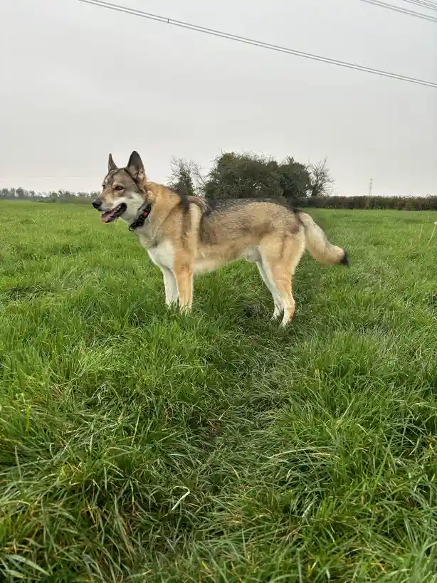 A medium-to-large dog with tan, black, and white fur stands alert in a field of tall green grass, looking off to the side…