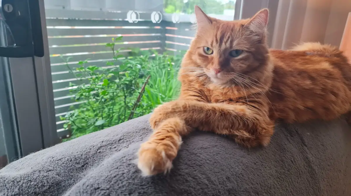 An orange tabby cat lounges on a gray blanket near a window, looking directly at the camera with a relaxed, slightly smug…