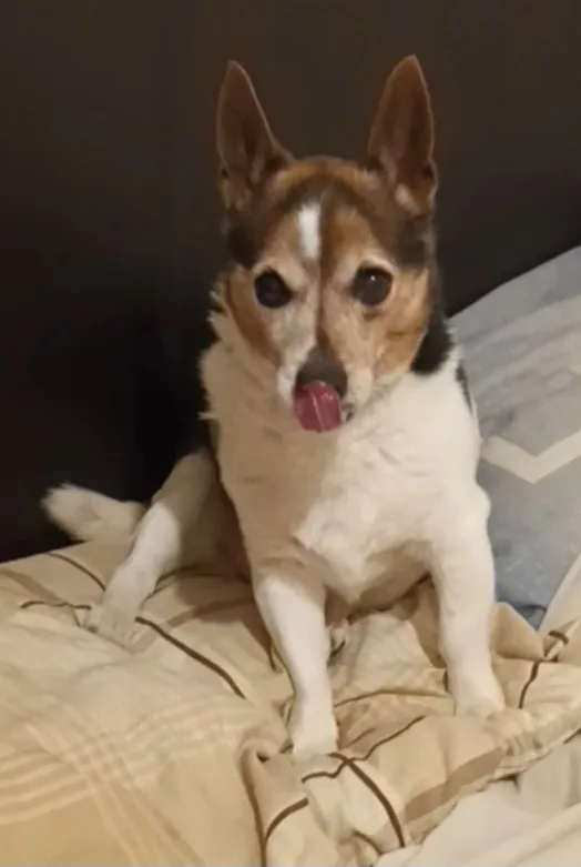 a small tricolor dog with pointed ears and a white chest sits on a beige patterned bedspread, its pink tongue sticking out…