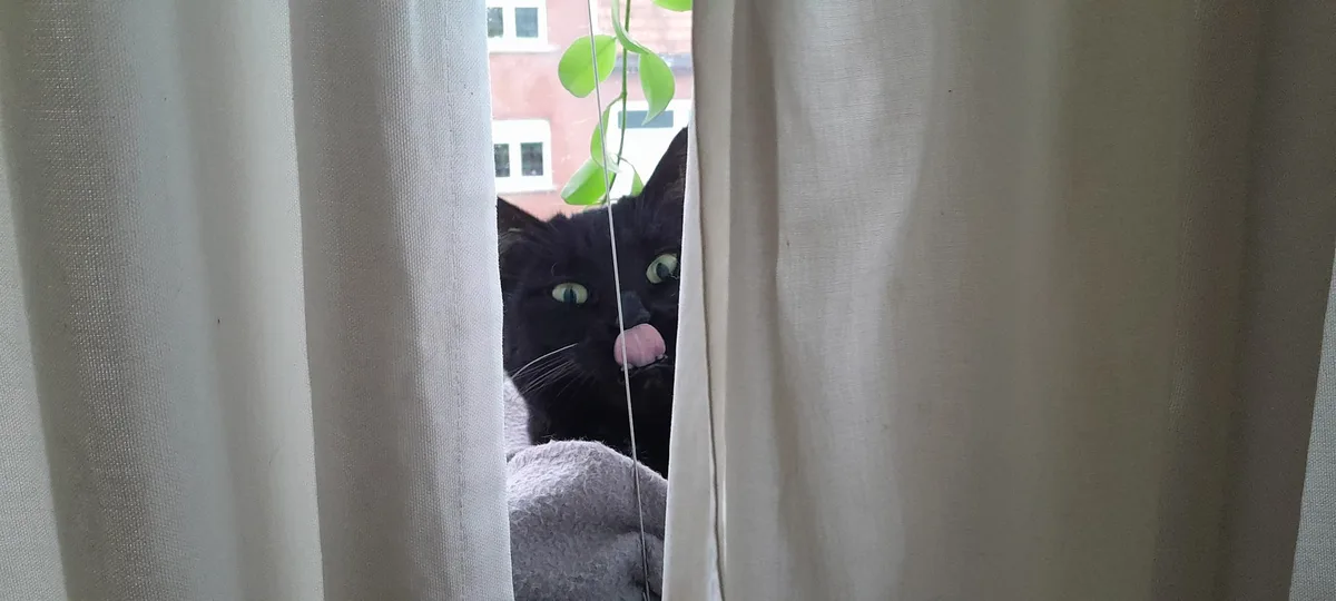 A black cat with bright green eyes peeks through parted white curtains, its pink tongue sticking out playfully while resting…