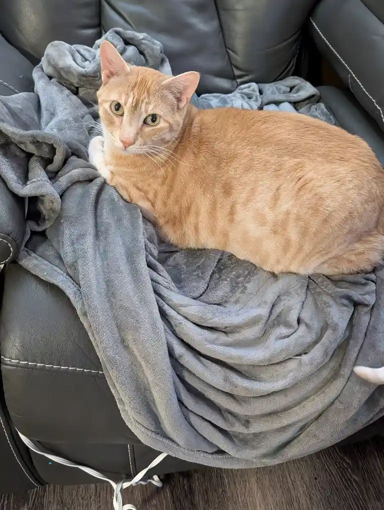 An orange tabby cat with green eyes is lounging on a crumpled grey blanket draped over a black leather couch. The cat is…