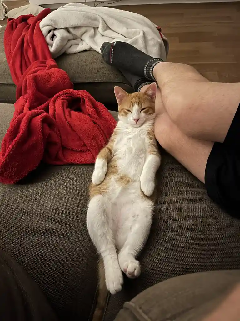 An orange and white cat is lying on its back on a brown couch, appearing very relaxed with its eyes half-closed, nestled…