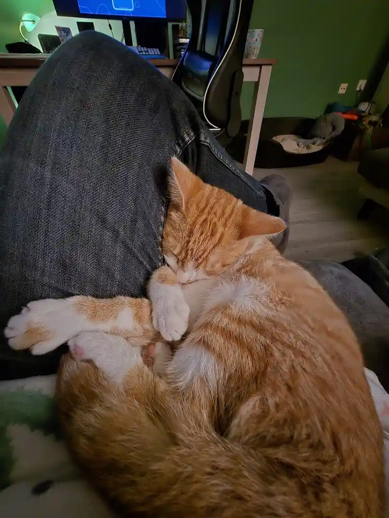 An orange and white tabby cat is curled up and sleeping soundly against a person's denim-clad leg, with its paws tucked in…