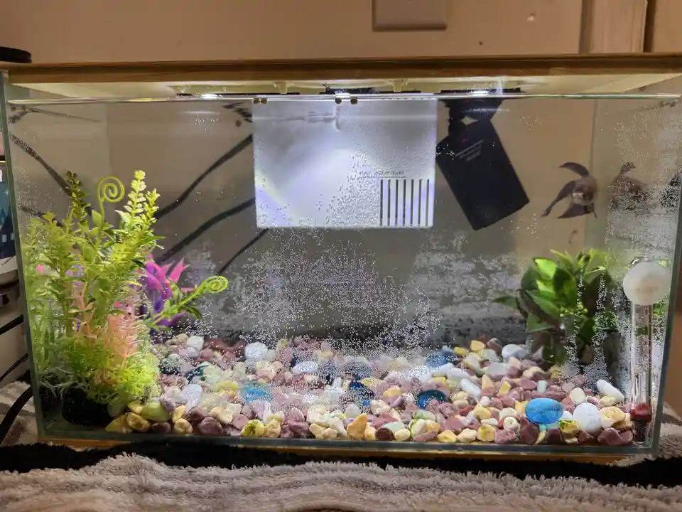 A fish tank with colorful pebbles, artificial plants, and two betta fish, showing a barcode-style water level indicator…
