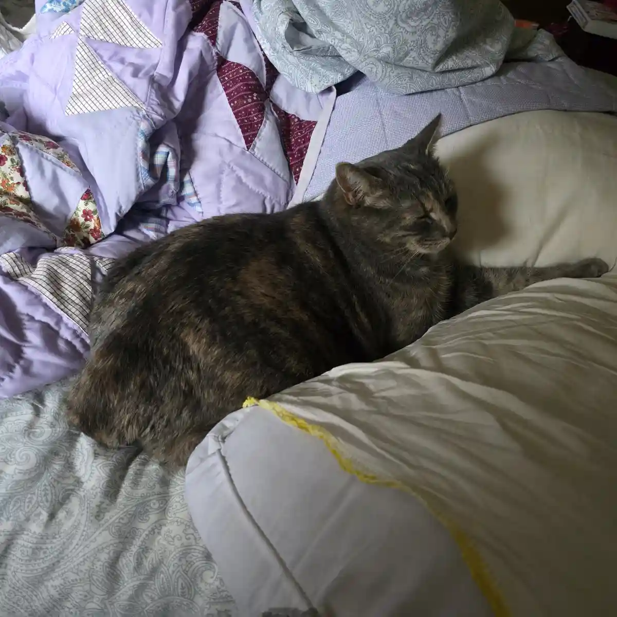 A gray tabby cat is lounging comfortably on a bed with rumpled purple and white patterned quilts and sheets. The cat has its…