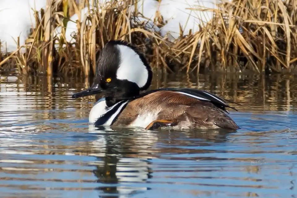 A male hooded merganser duck with a distinctive black and white crest is swimming in calm water, surrounded by dry reeds and…