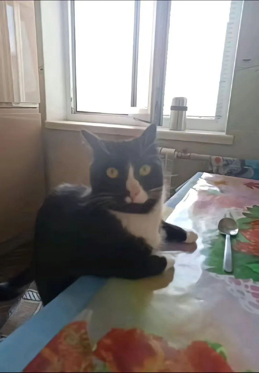 A black-and-white cat sits on a dining table with a floral tablecloth, looking directly at the camera with wide, slightly…