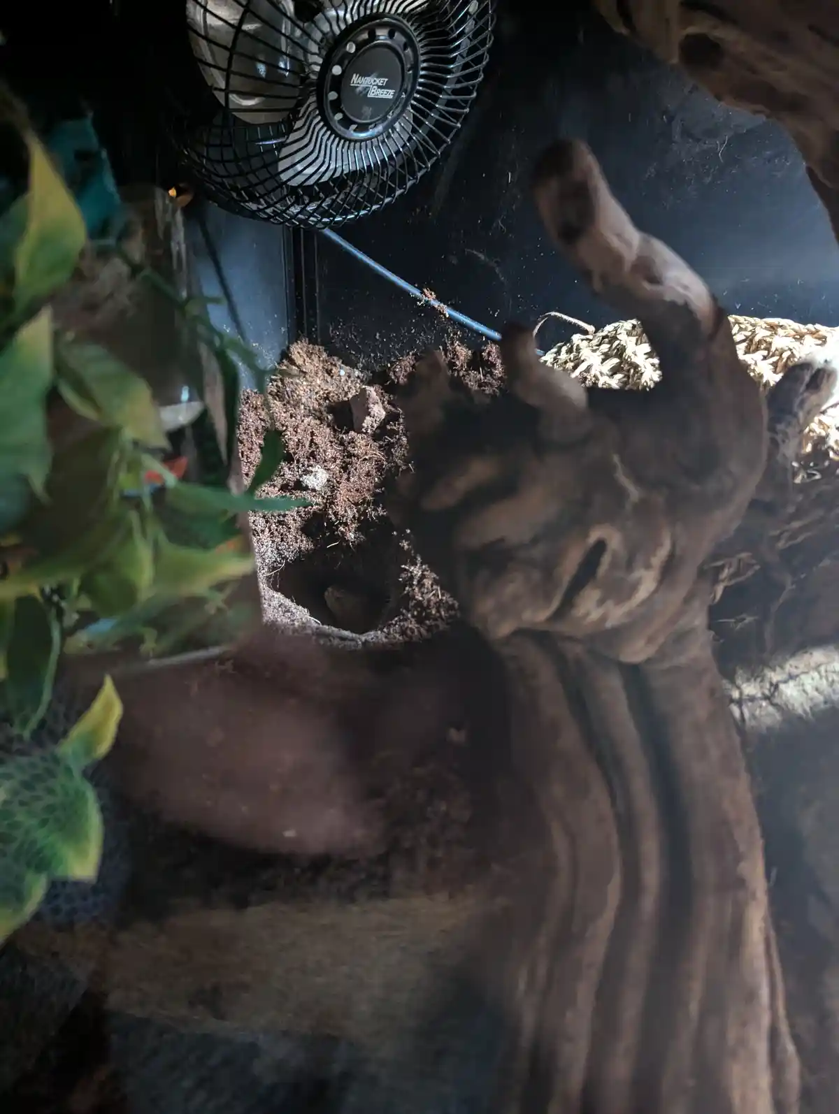 A close-up photo inside a reptile enclosure shows a small, dark snake partially buried in soil near a large, gnarled piece…