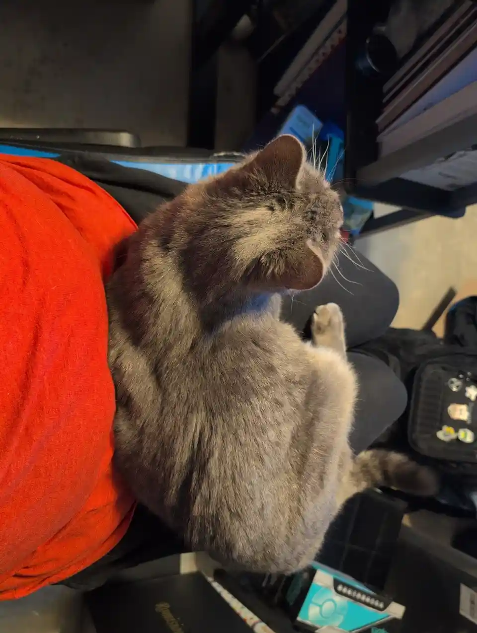 A gray cat is sitting on a person's lap, looking away with a relaxed, slightly uninterested expression. The person is…