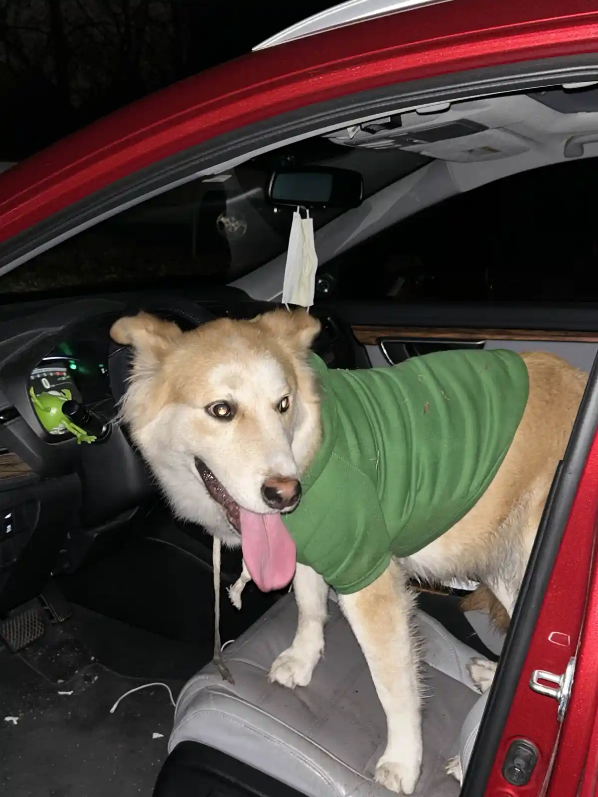 Lost Dog in Oklahoma City: Help Us Find Its Owner!