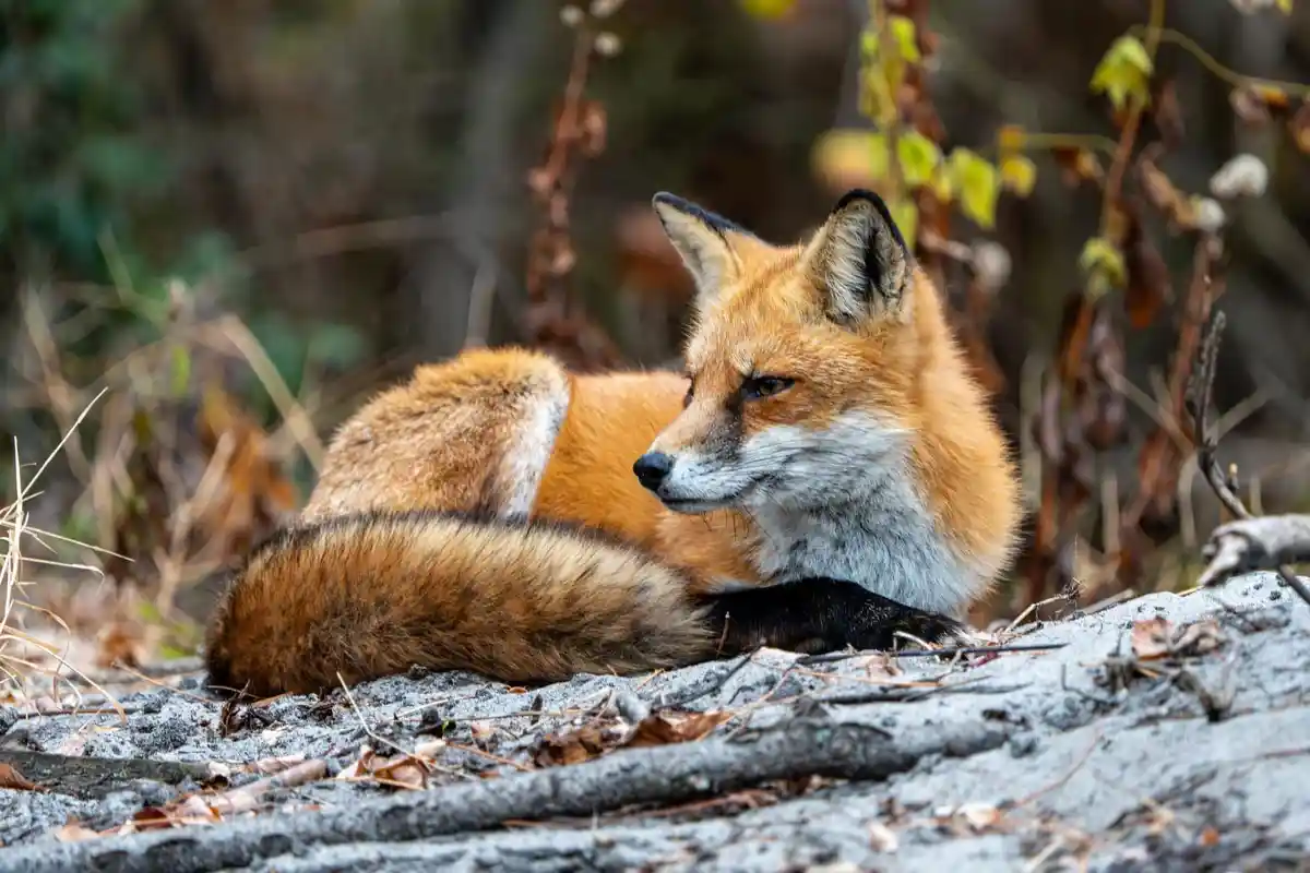 A red fox with orange fur and a bushy tail is curled up resting on a gray, leaf-strewn rock in a natural setting with…