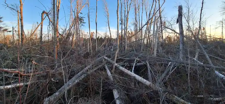 A wide shot of a dense, chaotic forest floor covered in fallen, broken, and bare tree trunks and branches under a clear blue…