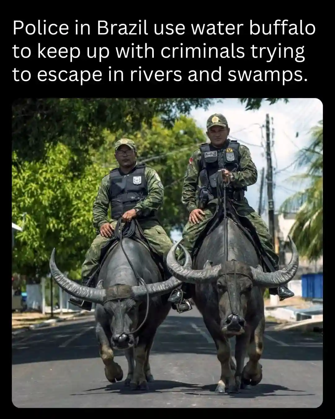Two police officers in camouflage uniforms and tactical vests are riding large water buffalo with prominent curved horns…
