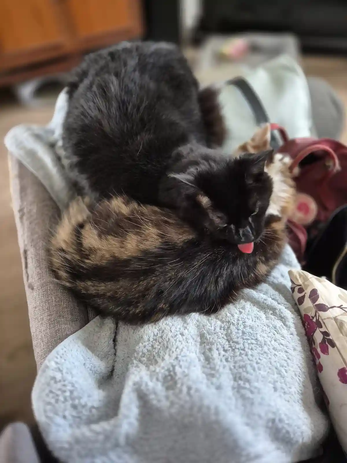 A black and tortoiseshell cat is curled up on a light blue towel draped over a chair, licking its paw with its eyes…