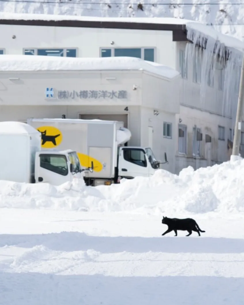 A black cat walks across a snowy landscape in front of a white building with icicles hanging from its roof. Behind the cat…