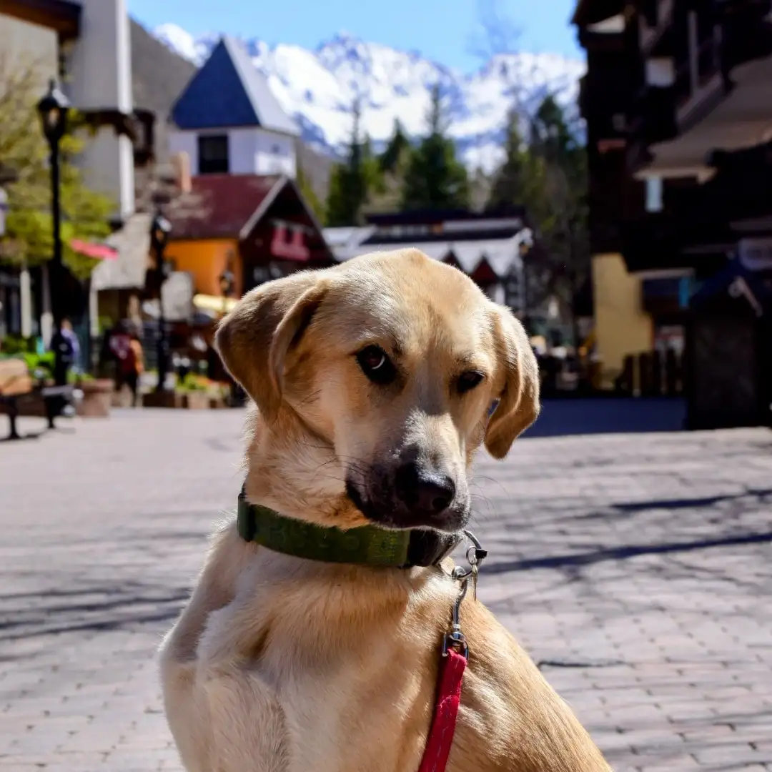 Meet Kygo: The Most Expressive Rescue Dog Ever!
