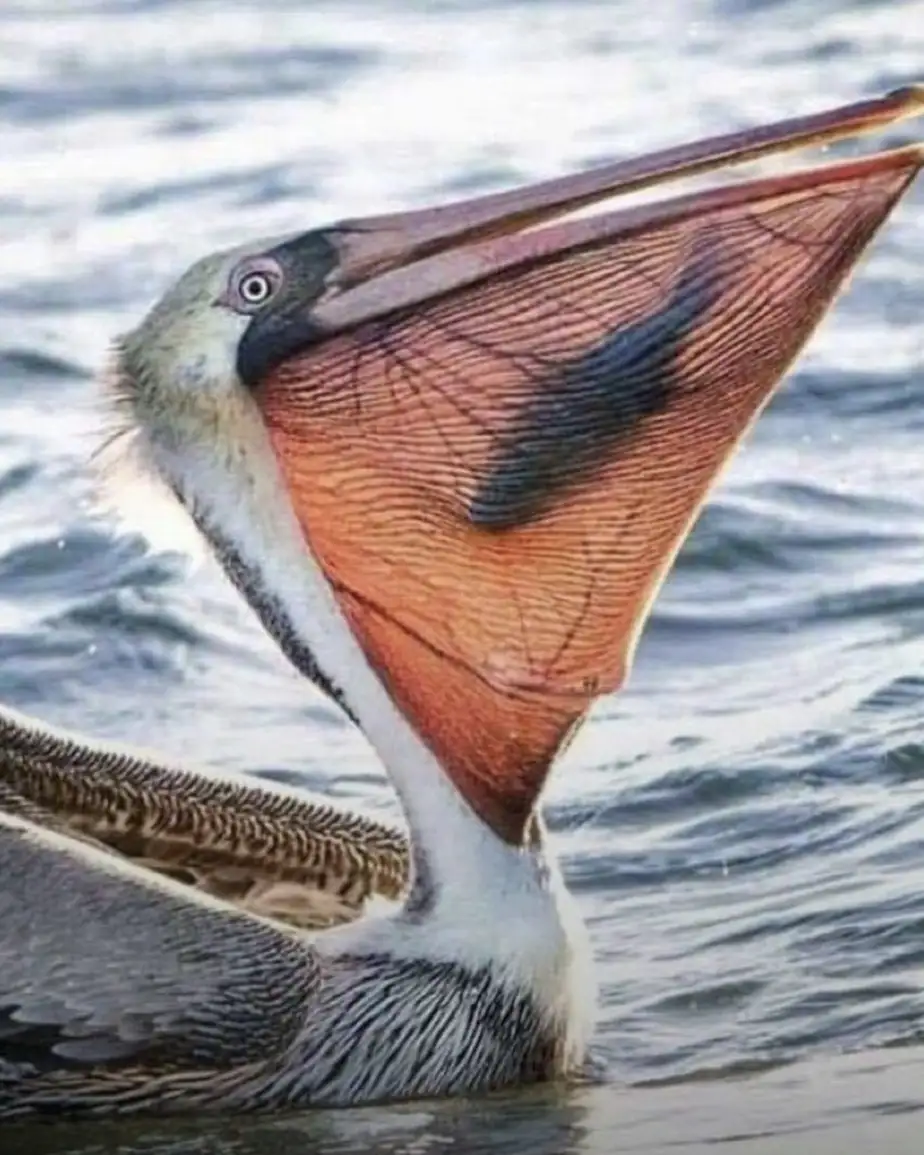 A close-up photo of a pelican with its large, orange pouch fully extended and open, floating in water. The bird's head and…