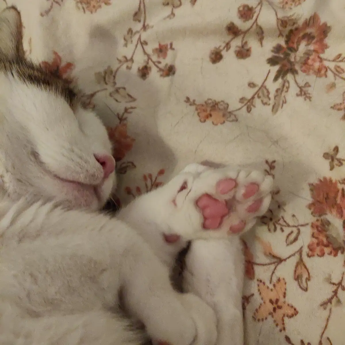 The Magical World of Beans
