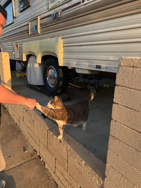 A tabby cat stands on a low brick wall, extending its paw to high five a person's outstretched hand. Behind them is a large…