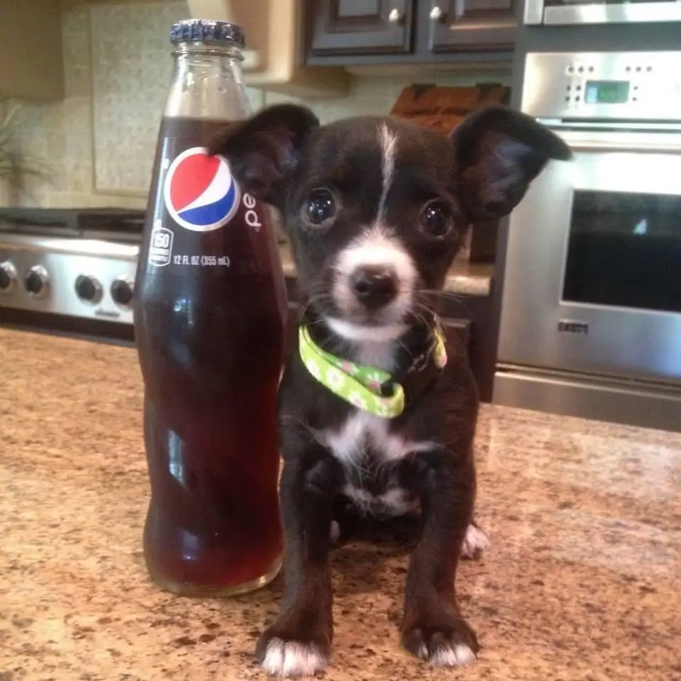 A small black and white puppy with big eyes and a green floral collar sits on a kitchen countertop next to a full glass…